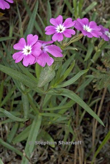 phlox speciosa ssp occidentalis 1 graphic